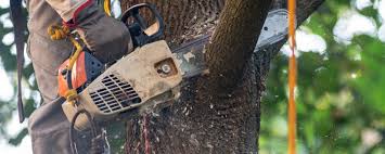 How Our Tree Care Process Works  in  Culver, OR
