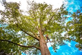 Best Tree Health Inspection  in Culver, OR