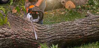 Best Arborist Consultation Services  in Culver, OR
