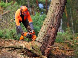 Best Emergency Tree Removal  in Culver, OR