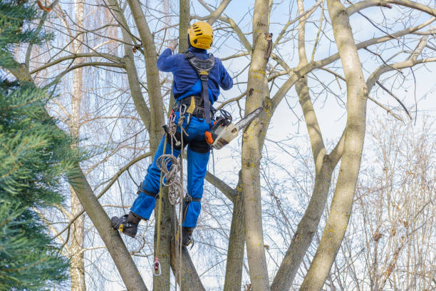 Best Tree Trimming and Pruning  in Culver, OR