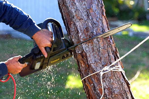 Best Palm Tree Trimming  in Culver, OR