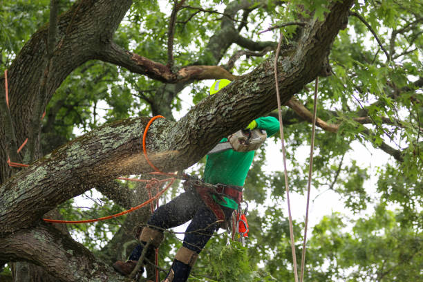 Best Seasonal Cleanup (Spring/Fall)  in Culver, OR