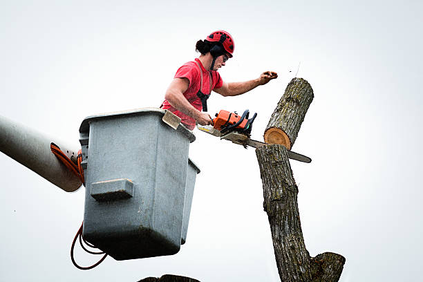 Best Tree Mulching  in Culver, OR