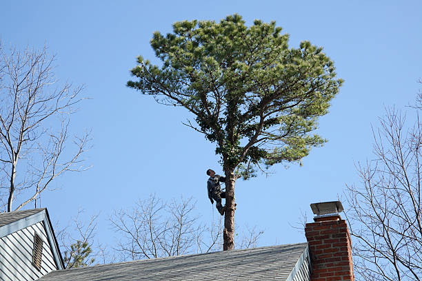 Best Tree Maintenance Programs  in Culver, OR