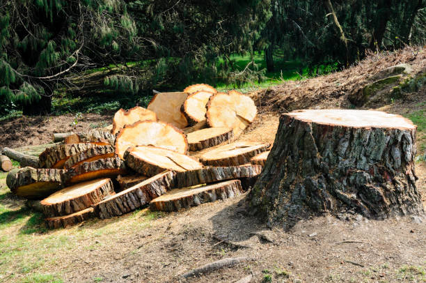 Best Hazardous Tree Removal  in Culver, OR